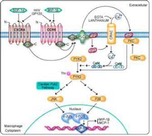 CXCR4