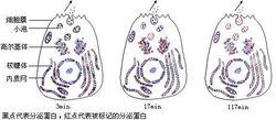 分泌蛋白的合成與分泌