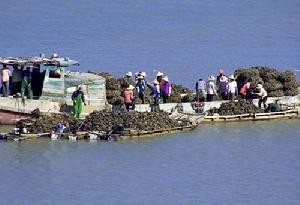 圖3 南澳島牡蠣交易現場