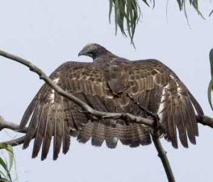 鳳頭蜂鷹南方亞種