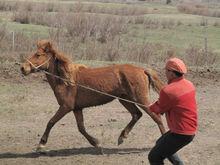 鐵蹄馬