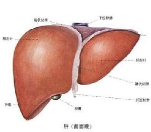 老年人原發性肝癌