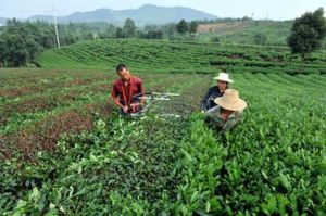 羅針茶