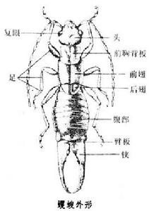 （圖）革翅目