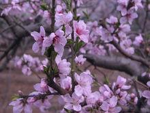 鄒平桃花