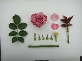 深水[薔薇屬月季栽培品種]