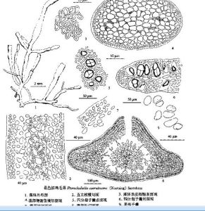 藍色擬雞毛菜