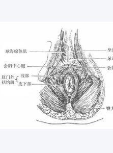 肛門疣病