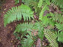 Cyclosorus cyatheoides