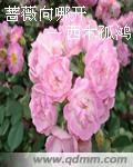 薔薇向哪開