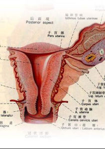 盆腔積液