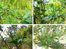富含茶紅素的茶樹嫩葉，綠中泛紅。