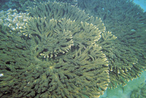 羽狀鹿角珊瑚