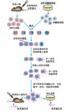 動物細胞融合