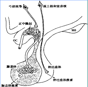 腺垂體功能減退症