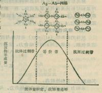 抗原抗體反應曲線特點