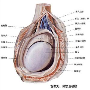 睪丸腫瘤