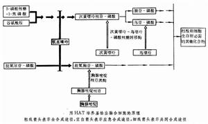 體細胞遺傳學