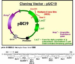 pUC19