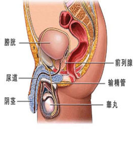 陰莖痛