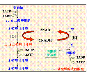 中間代謝