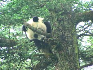 紫果雲杉