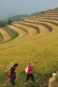 登山梯田