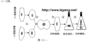 現代生物科技專題