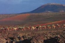 圖為蘭薩羅特島駱駝隊景觀