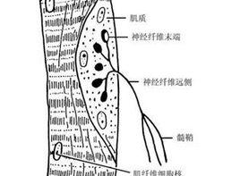 神經傷