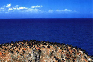 青海湖鳥島