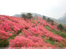 圖2 麻城古杜鵑林