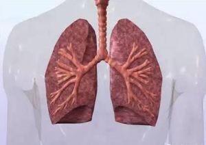 肺系