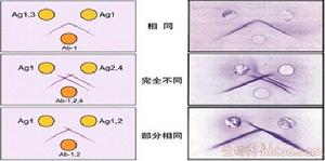 免疫擴散試驗