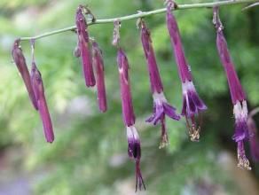 多裂紫菊