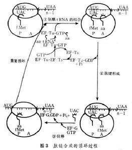 蛋白質生物合成