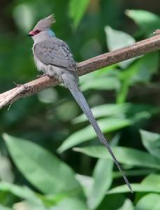 藍枕鼠鳥