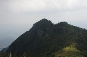 缺鼻峰