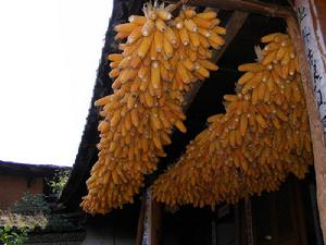 卡子密村農村經濟－玉米