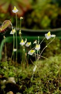 雙鱗片狸藻的白花型