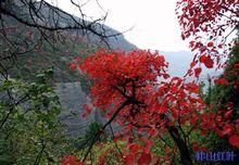 仲山紅葉