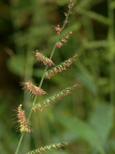 （圖）竹葉草-花