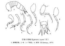 呂宋小泉戎