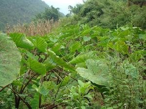 回獨自然村種植業