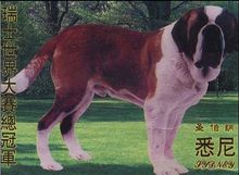 St. Bernard (dog)