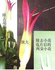 果子蔓鳳梨除花苞過程