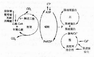 能量代謝