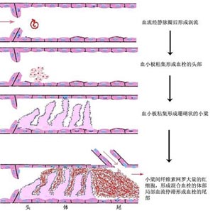 倍美盈片劑