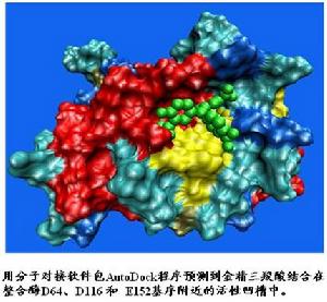 HIV-1整合酶與抑制劑相互作用機理的研究