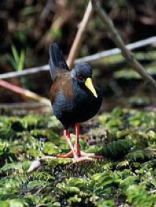 馬島苦惡鳥